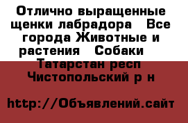 Отлично выращенные щенки лабрадора - Все города Животные и растения » Собаки   . Татарстан респ.,Чистопольский р-н